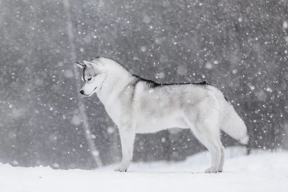 Husky de Sibérie au pelage gris et blanc, debout de profil sous la neige dans une forêt.