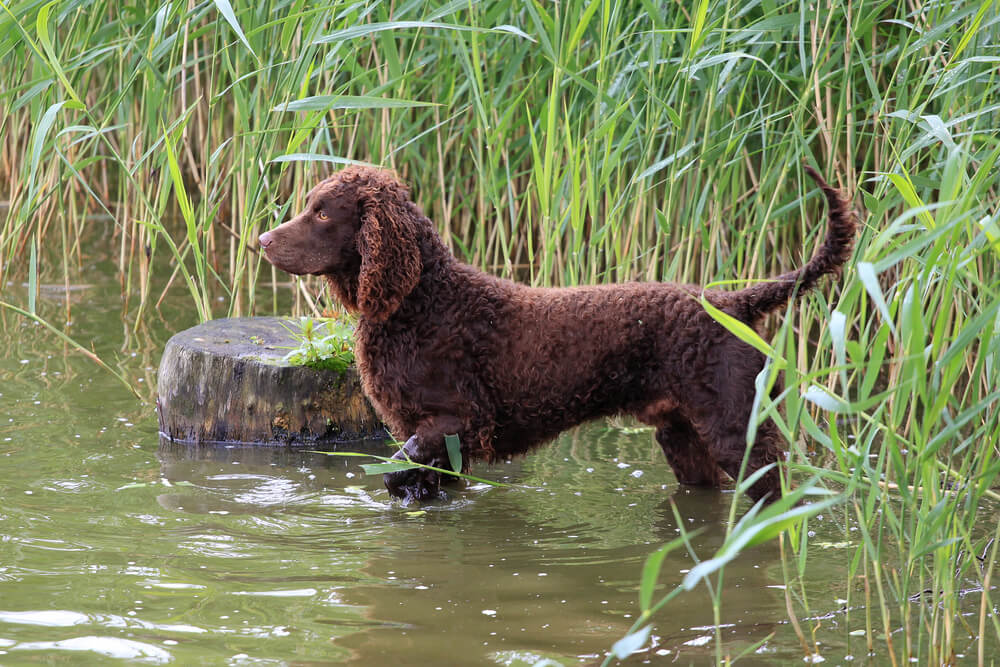 Chien d'Eau Américain au pelage bouclé marron foncé, debout dans l'eau d'une rivière au milieu de roseaux