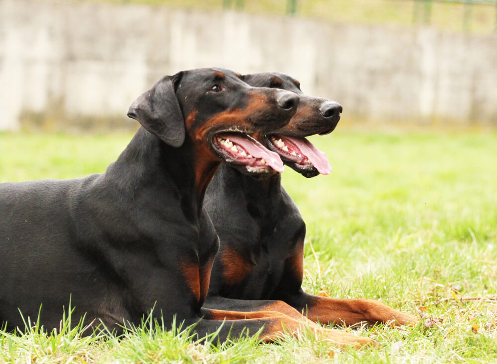 Deux Dobermanns aux oreilles naturelles couchés côte à côte dans l'herbe.
