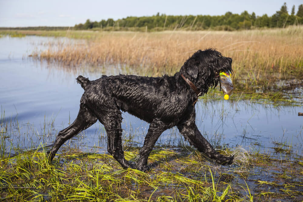 Terrier Noir Russe au pelage mouillé marchant dans l'eau peu profonde d'un étang, tenant une bouteille dans sa gueule.
