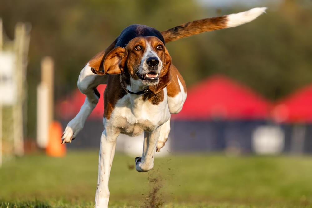 Foxhound Américain à la robe tricolore noire, blanche et fauve, courant de face en plein saut au-dessus de l'herbe