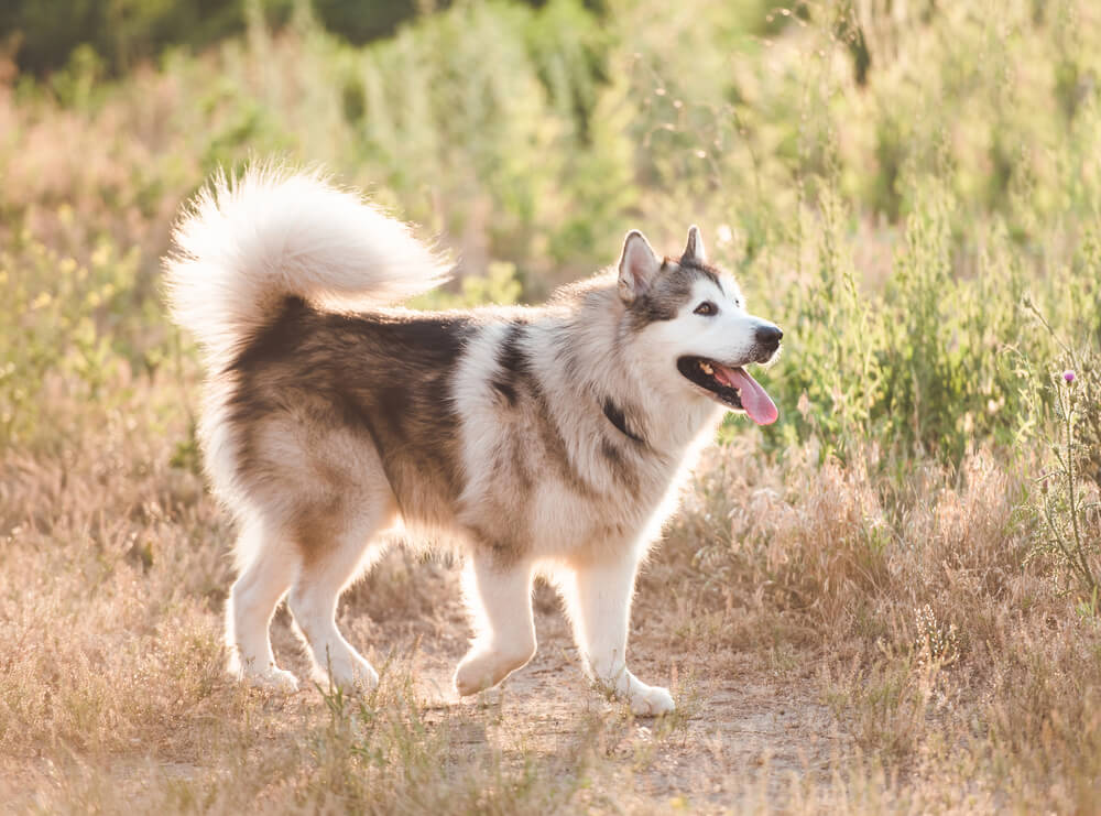 Malamute de l'Alaska au pelage épais noir, gris et blanc, debout de profil sur un sentier de terre ensoleillé en fin de journée.