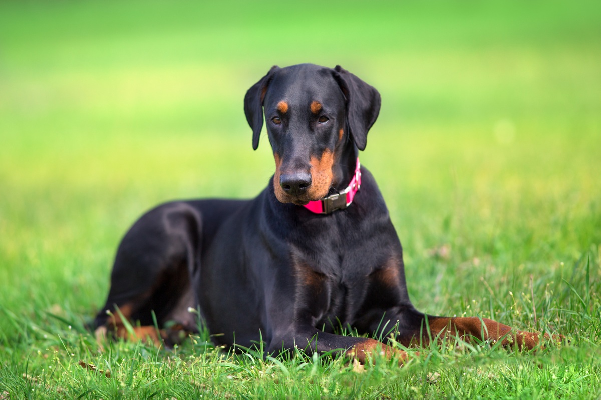 Le Dobermann, un chien de garde sensible et loyal