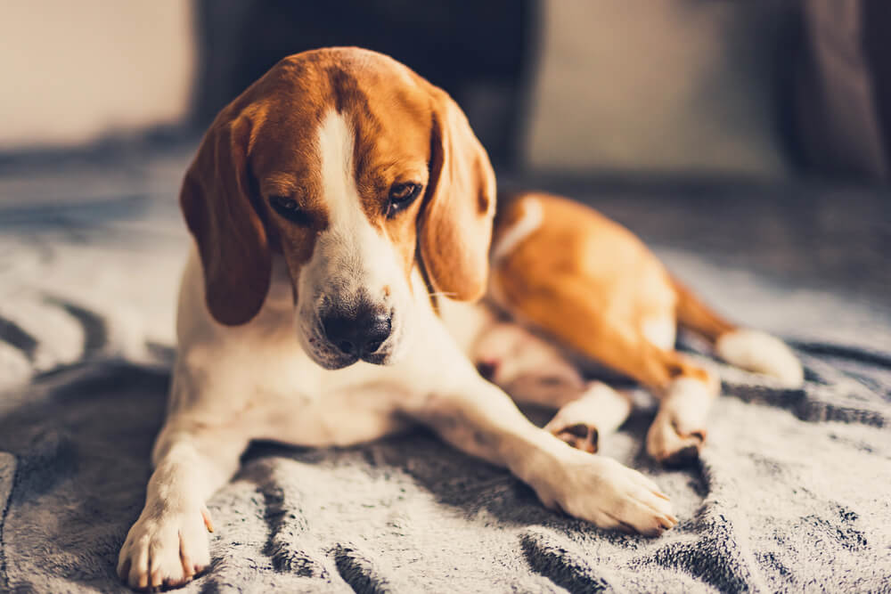 Beagle allongé sur une couverture grise, sa tête est inclinée vers le bas et ses oreilles tombantes encadrent son visage au regard triste.