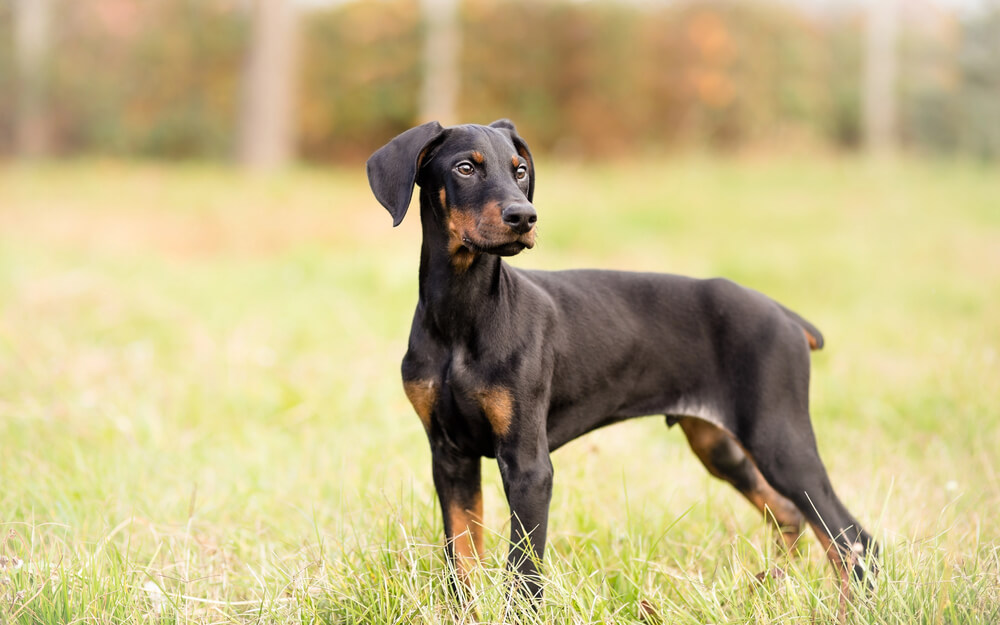 Chiot Dobermann noir et feu debout dans l'herbe d'un parc, regardant sur le côté.