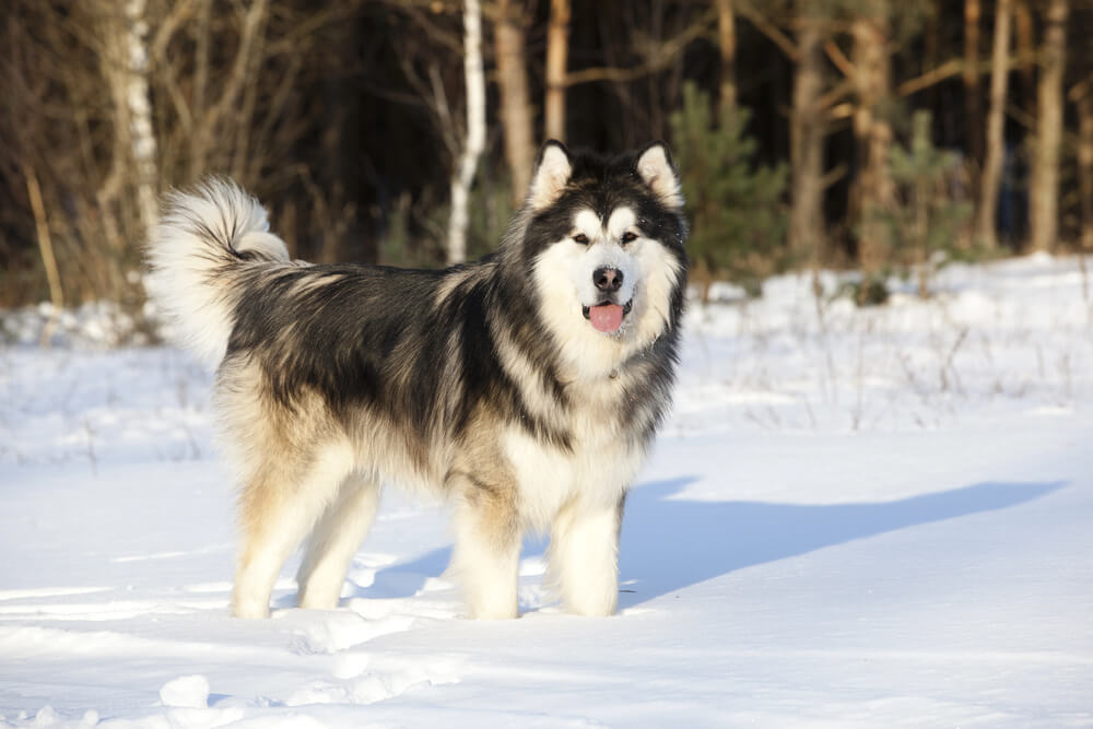 Malamute de l'Alaska debout de face dans un paysage enneigé