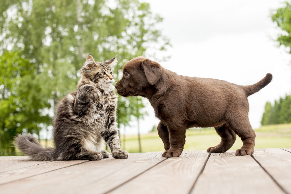 Mon chat n'accepte pas mon chiot