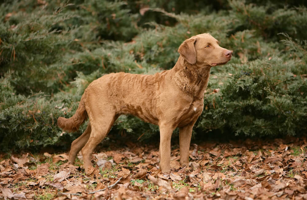 Retriever de la baie de Chesapeake au pelage marron court et ondulé sur le dos, debout de profil sur un lit de feuilles mortes