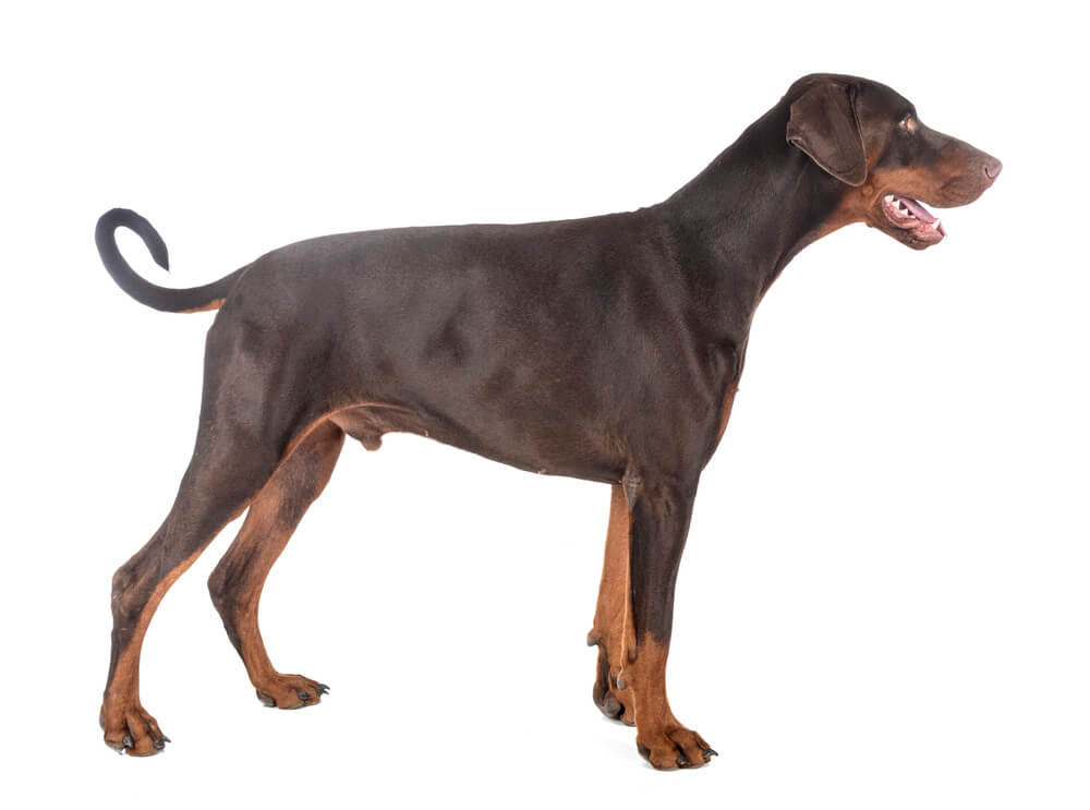 Dobermann marron et feu posé de profil en statique sur fond blanc