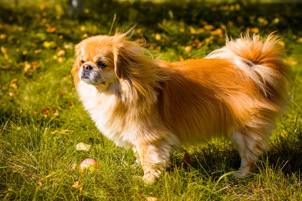 Pékinois fauve vu de profil, debout dans l'herbe haute.