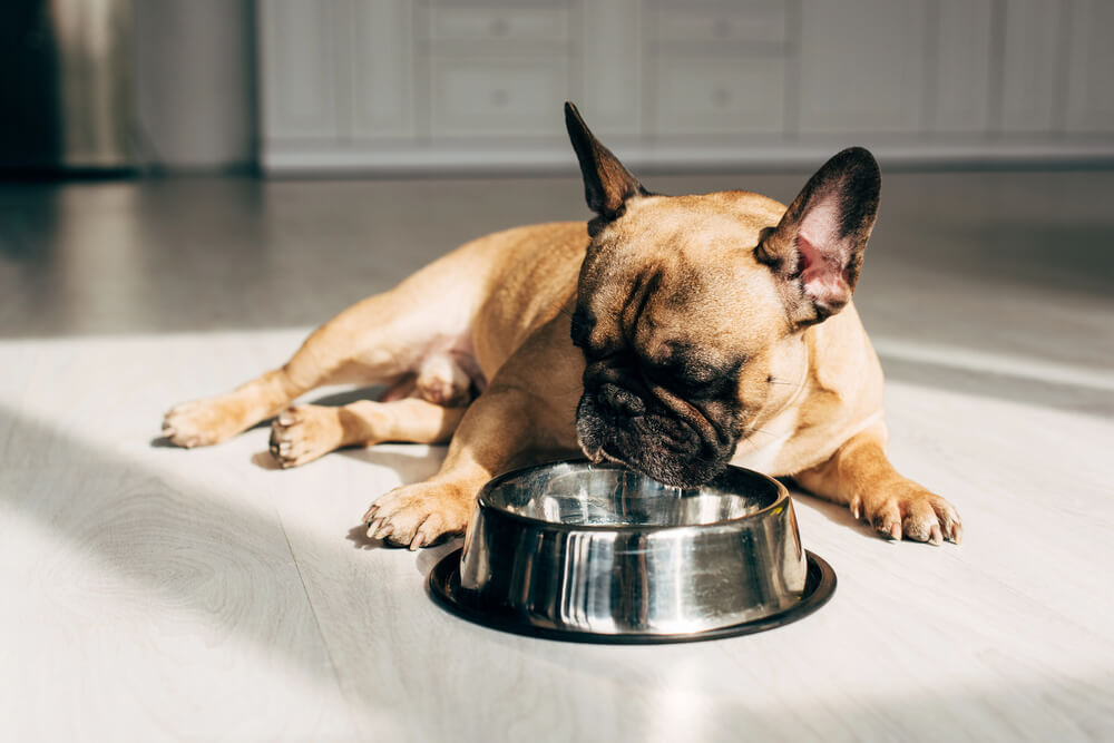 Un Bouledogue français couché sur le sol, le museau posé sur le bord d'une gamelle en acier inoxydable vide.