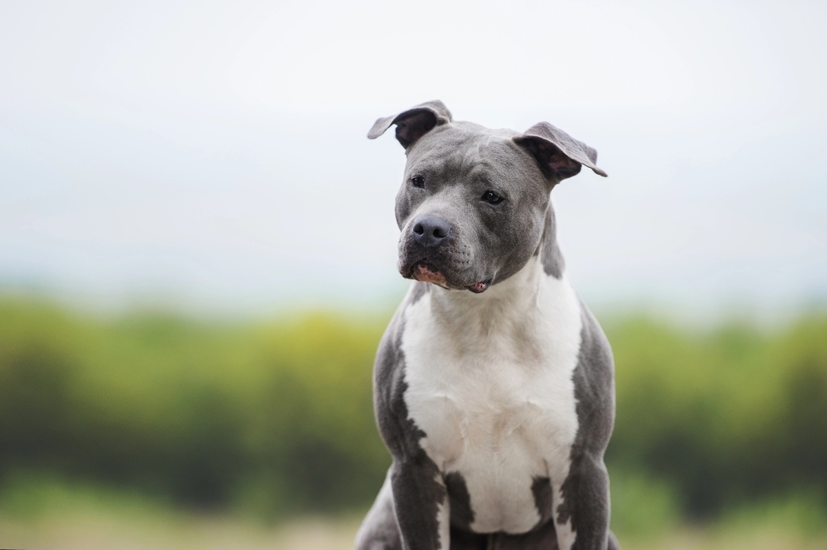 Chien américain top 17