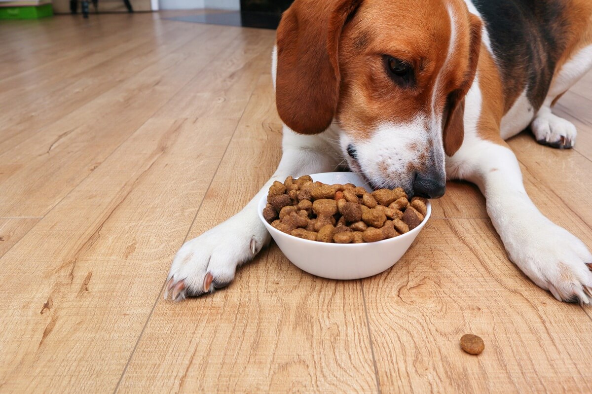 Pourquoi mon chien pousse sa nourriture avec son museau