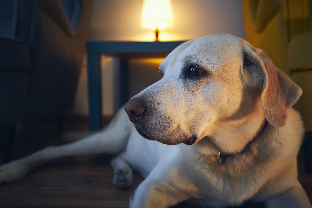 Mon chien fixe le vide : causes et solutions naturelles