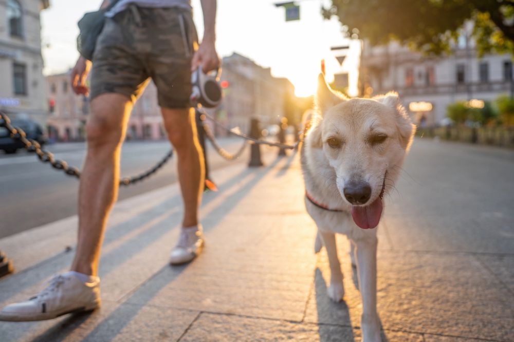 Un chien joyeux marche en laisse avec son maître dans une rue ensoleillée.