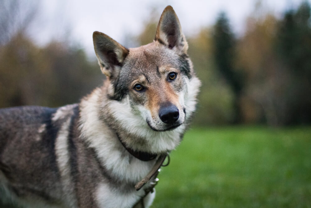 Portrait d'un chien loup tchécoslovaque à l'air attentif et curieux dans un environnement boisé.