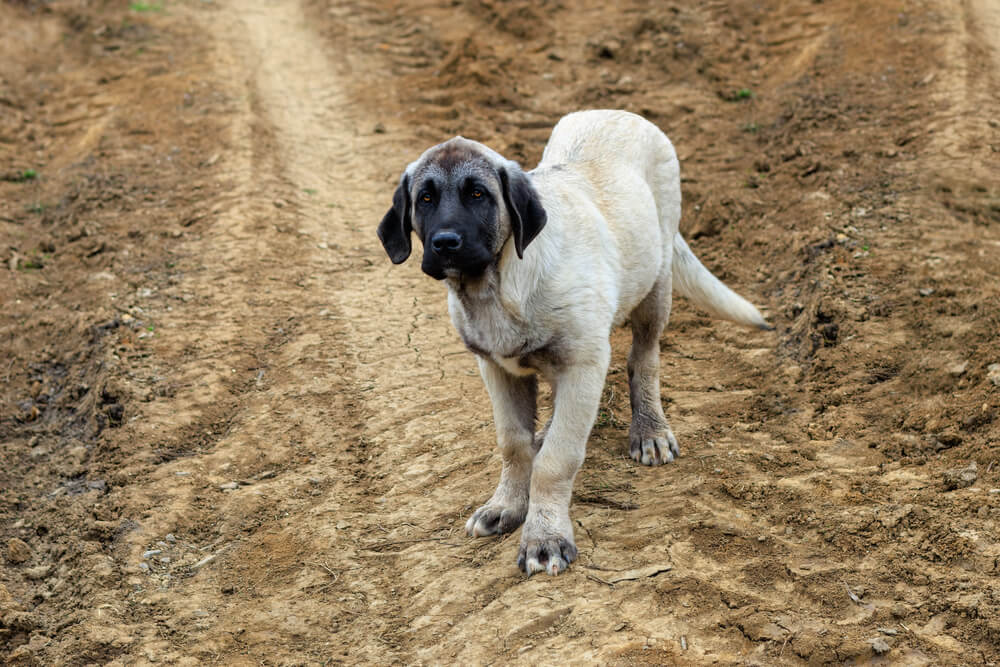 Jeune Kangal au masque noir marchant sur un chemin de terre