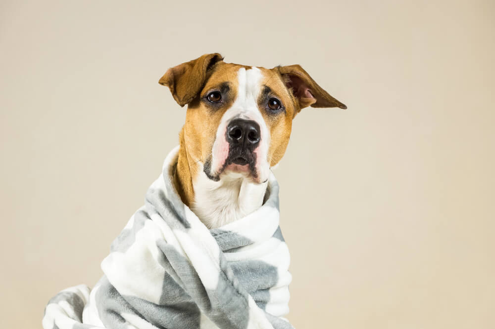 Un chien calme et attentif, enveloppé dans une couverture rayée grise.