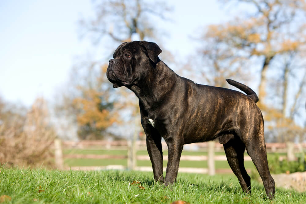 Cane Corso à la robe noire bringée debout de profil dans de l'herbe