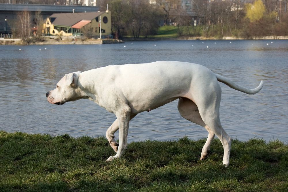 Dogue Argentin aux oreilles naturelles marchant de profil tête basse dans de l'herbe