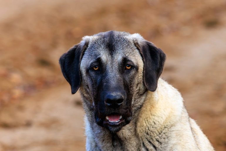 Portrait de face d'un Kangal gris fauve charbonné au masque noir, oreilles pendantes, regardant l'objectif