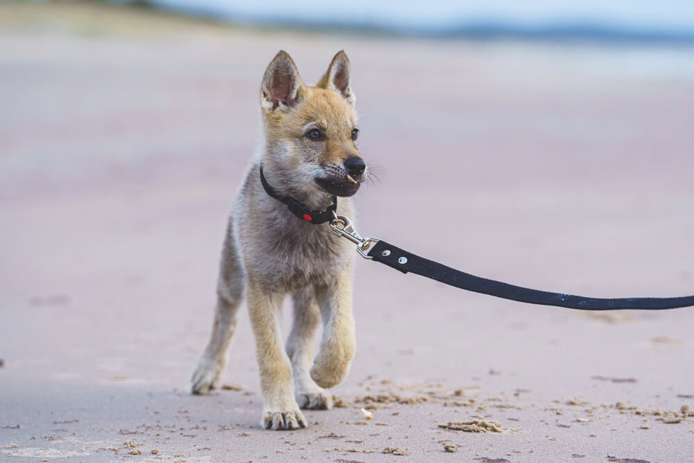 Chiot chien loup tchécoslovaque marchant sur le sable attaché à une laisse noire.