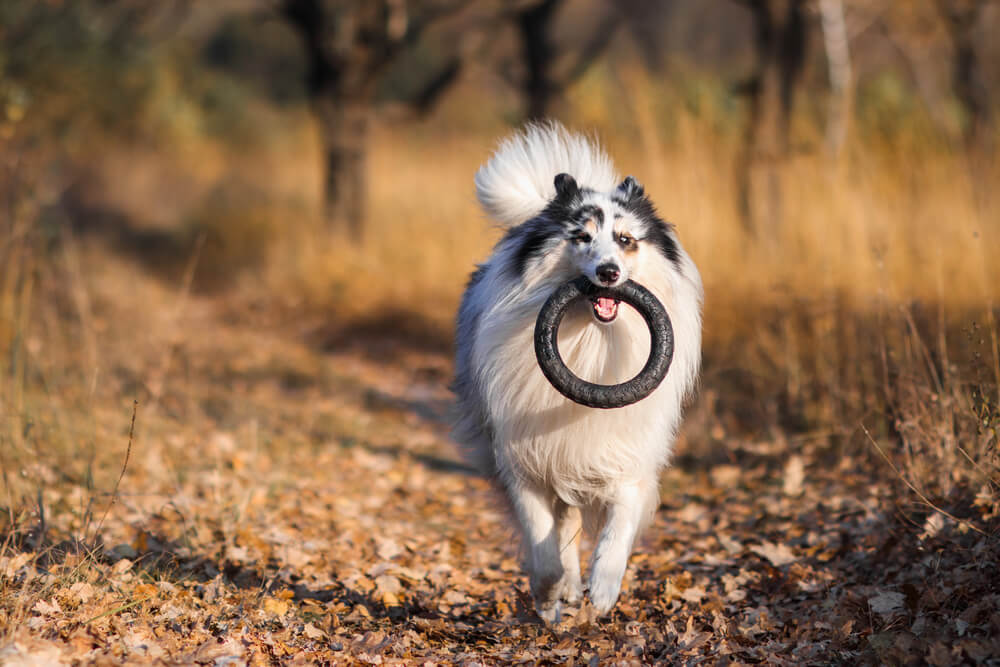 Un Colley à poil long de couleur bleu merle courant de face dans les feuilles d'automne avec un jouet noir dans la gueule.