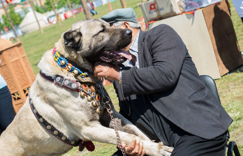Homme âgé et Kangal portant un collier traditionnel à grelots