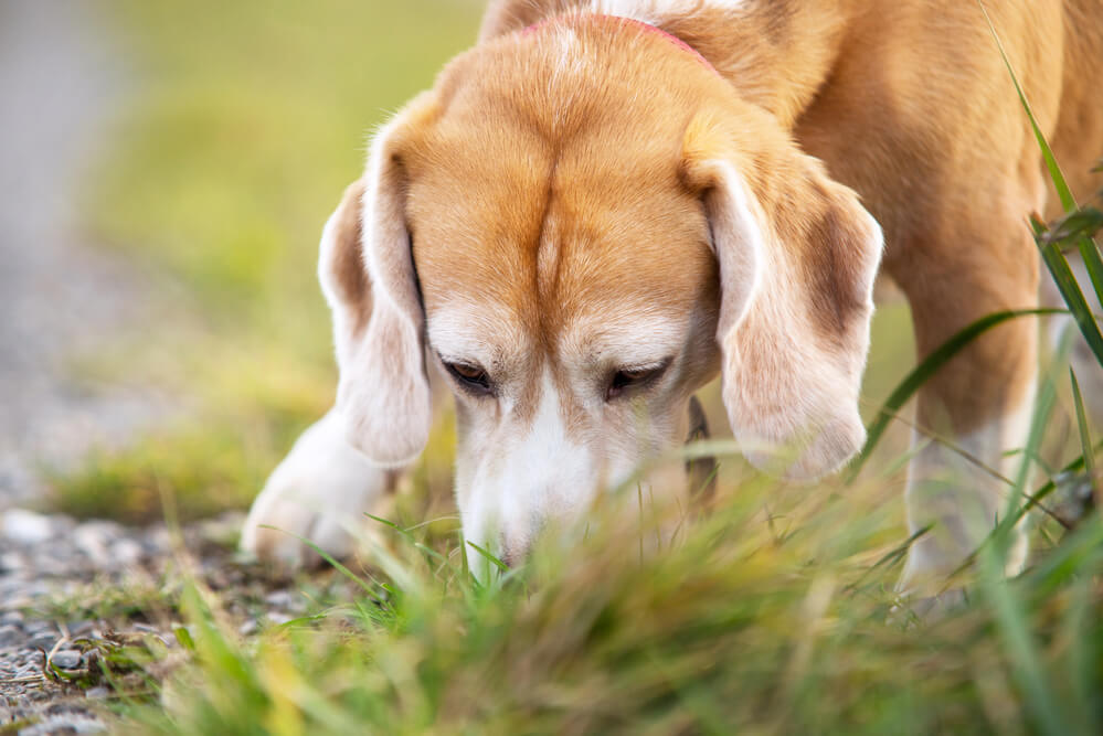 Un Beagle très concentré renifle intensément les brins d'herbe.