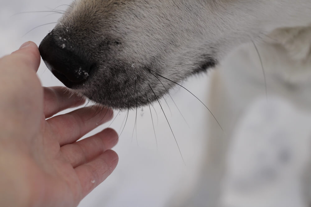 Gros plan sur le museau d'un chien blanc qui vient délicatement toucher la main d'une personne.