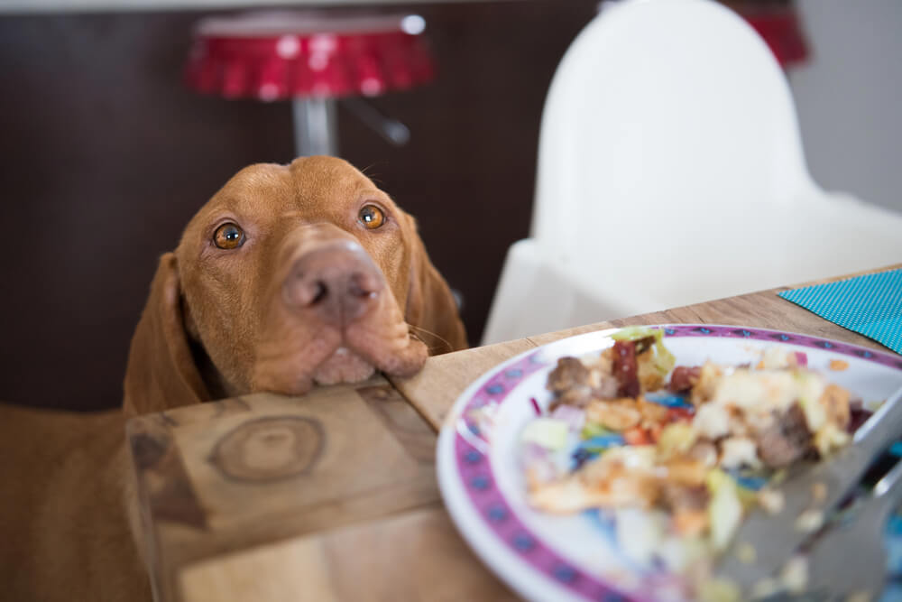 Un chien pose son museau sur le bord d'une table à côté d'une assiette.