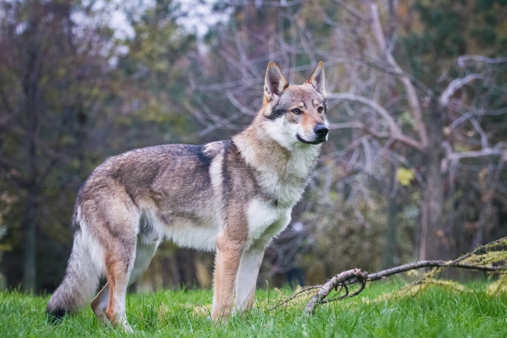 Chien loup tchécoslovaque debout de profil dans l'herbe.