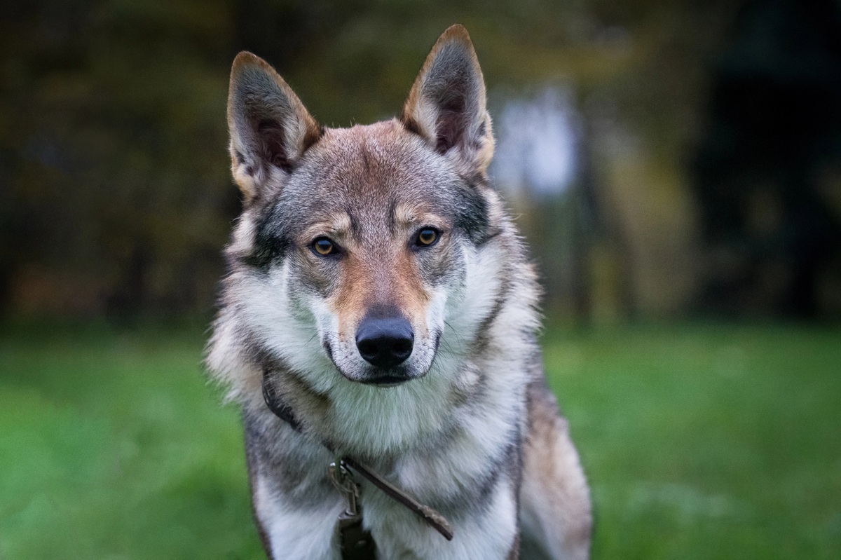 chien-loup tchécoslovaque
