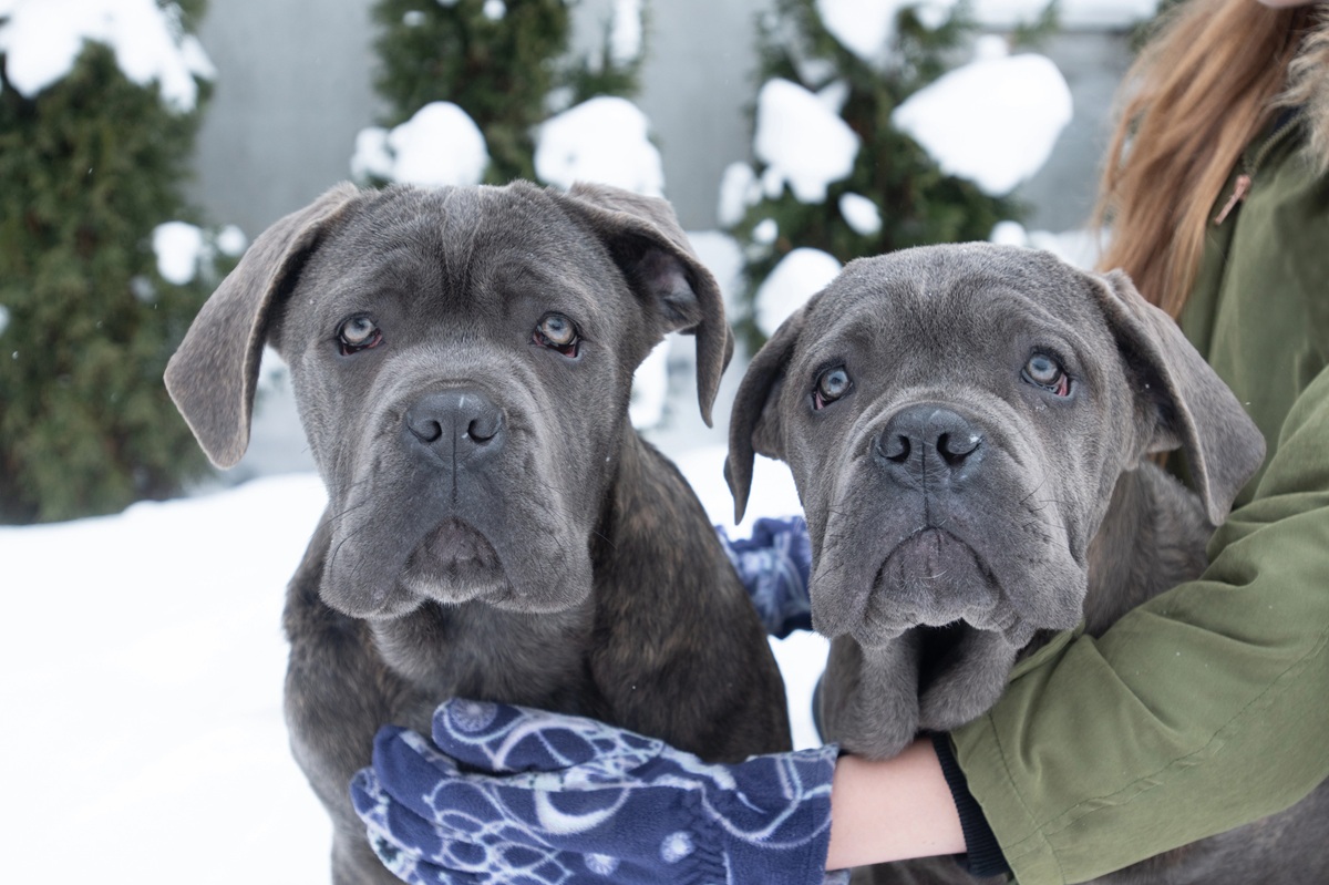 chiens gris top 17