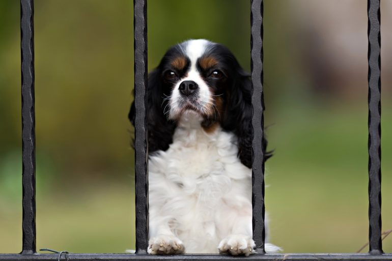 Un Cavalier King Charles observe la rue à travers les barreaux du portail du jardin