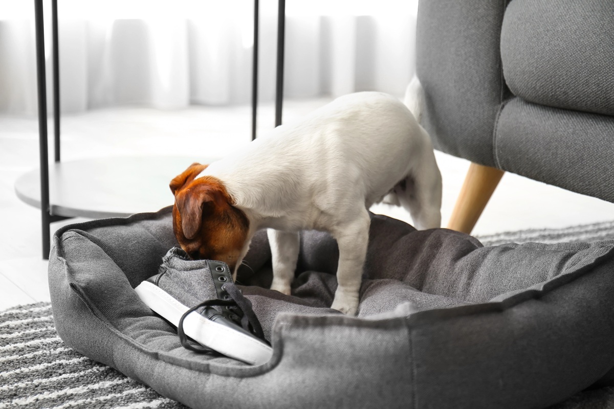 pourquoi mon chien prend mes chaussures dans son panier