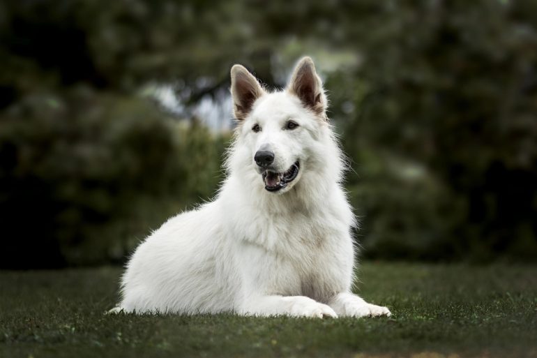 Berger Blanc Suisse couché dans une prairie