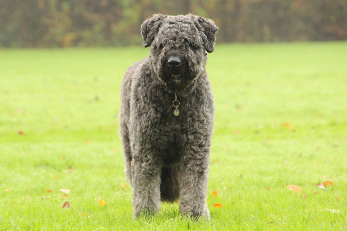 Bouvier des Flandres gris debout de face dans une prairie