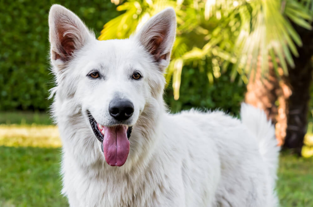 Portrait d'un Berger Blanc Suisse souriant