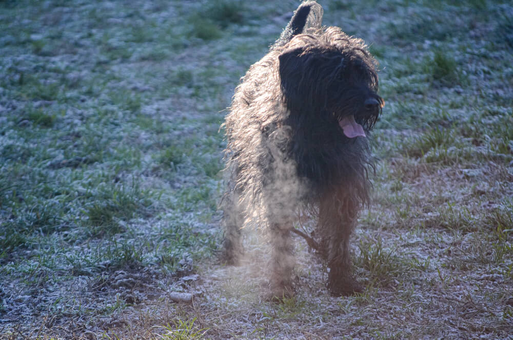 Un Bouvier des Flandres noir haletant, debout dans un champ couvert de givre éclairé par le soleil matinal.