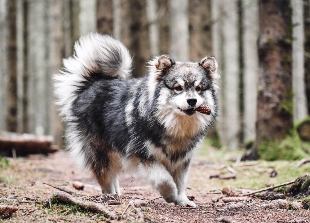 Chien Finnois de Laponie qui court dans une forêt avec une pomme de pin dans la bouche