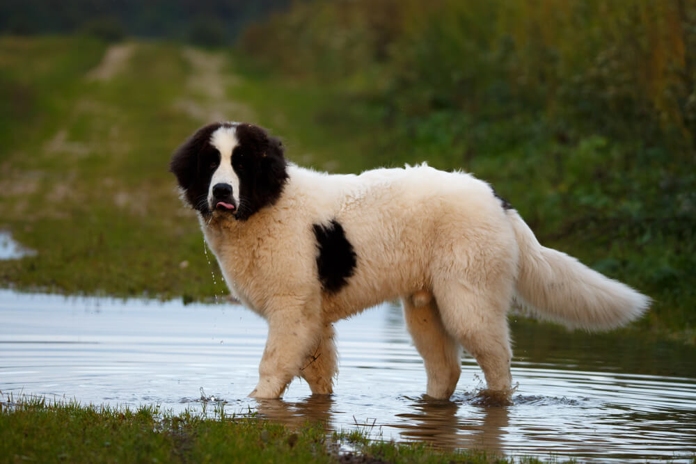Un chiot Landseer attentif, debout dans les eaux peu profondes d'une rivière.