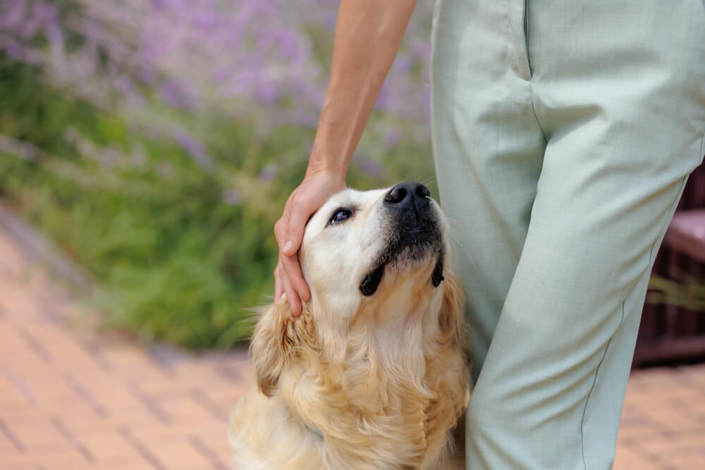 Golden Retriever assis contre la jambe de son humain en le regardant