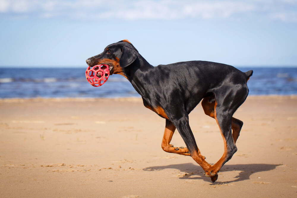 Un Dobermann noir et feu qui court sur une plage avec un jouet rouge dans la bouche