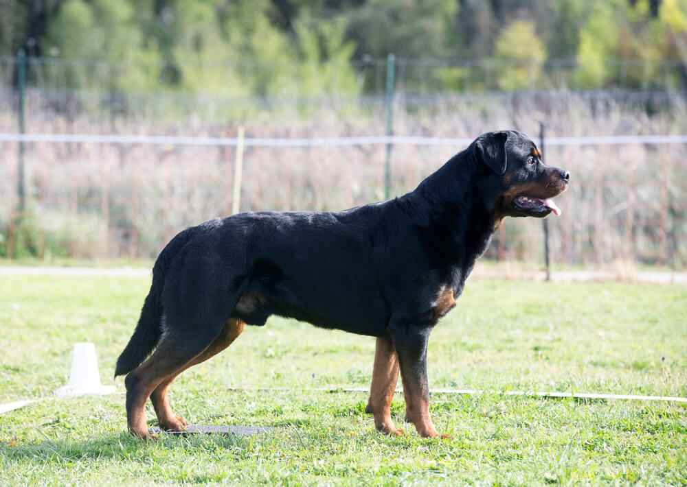 Rottweiler de profil dans un parc