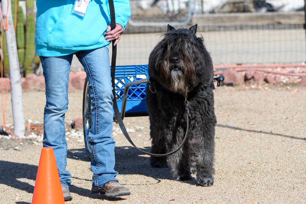 Un Bouvier des Flandres noir portant un harnais et attelé à une petite charrette bleue à côté de sa maîtresse.