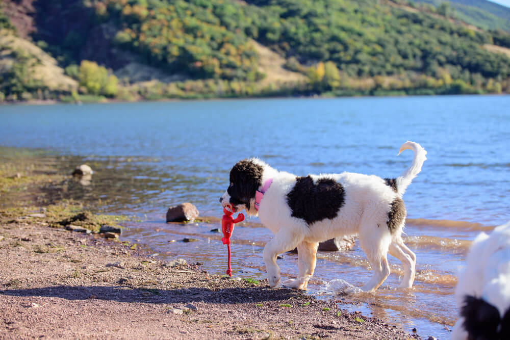 Un chiot Landseer sortant de l'eau avec un jouet rouge dans la gueule.
