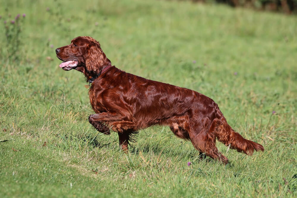 Un Setter Irlandais concentré marchant dans les hautes herbes, avec une patte avant levée et le regard fixé vers l'avant.