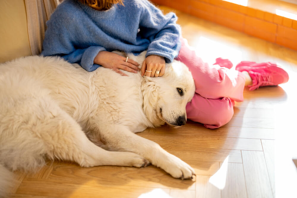 Une femme assise sur un parquet baigné de soleil, caressant tendrement son grand chien blanc allongé la tête posée sur ses jambes.