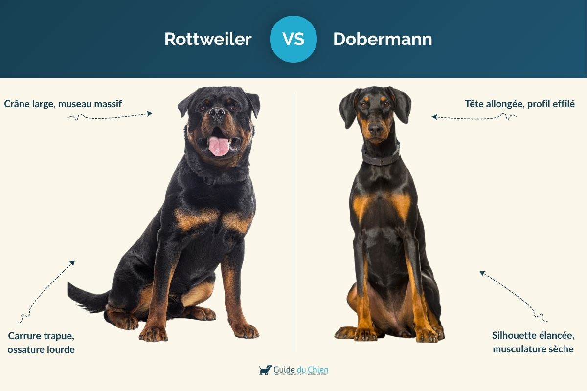 Infographie comparative Rottweiler vs Dobermann